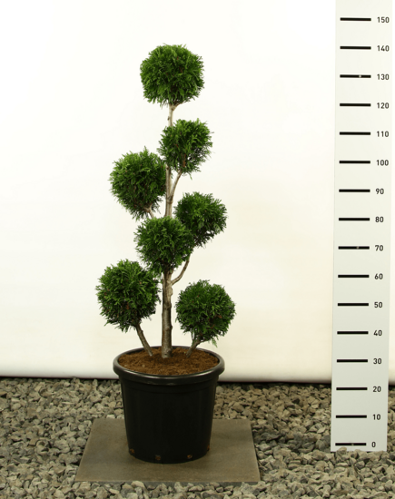 Thuja plicata Martin Multibol - hauteur totale 125-150 cm - pot &Oslash; 36 cm