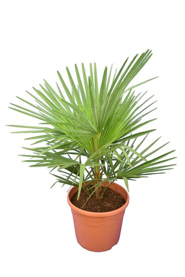 Trachycarpus wagnerianus x princeps - totale hoogte 60-90 cm - pot &Oslash; 23 cm