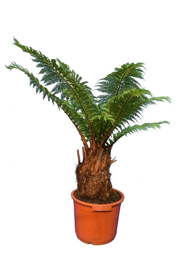 Dicksonia antarctica - tronc 30-40 cm