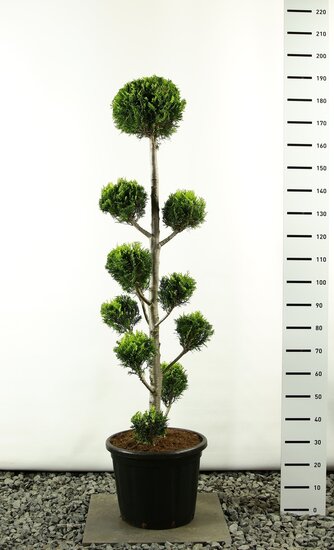 Chamaecyparis lawsoniana Ivonne Multibol extra - Hauteur totale 150-170 cm