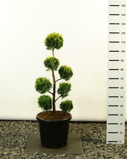 Chamaecyparis lawsoniana Ivonne Multibol - hauteur totale 100-125 cm - pot 20 ltr 