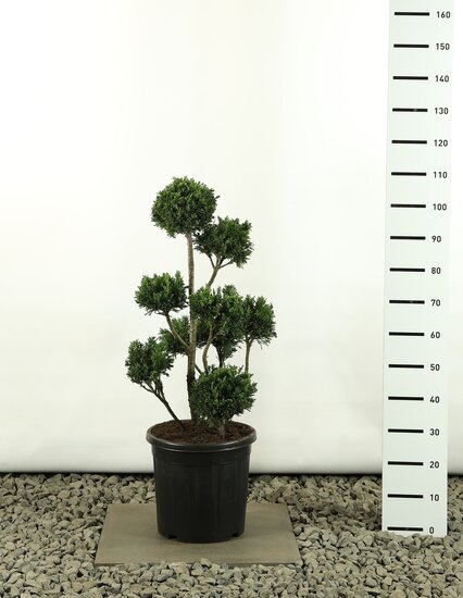Chamaecyparis obtusa Draht Multibol - Hauteur totale 80-100 cm - pot &Oslash; 18 cm