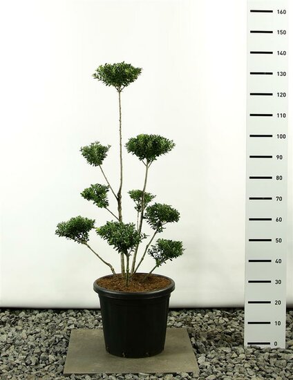 Ilex maximowicziana kanehirae multiplateau - hauteur totale 125-150 cm - pot 20 ltr