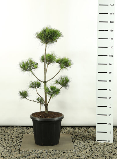 Pinus strobus Multiplateau - Hauteur totale 80-100 cm - pot 20 ltr
