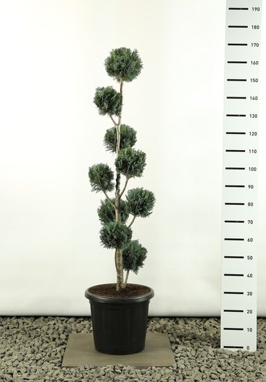 Chamaecyparis lawsoniana Columnaris multiball hauteur totale 150-170 cm
