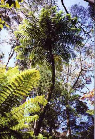 Cyathea cunninghamii - tronc 25-35 cm