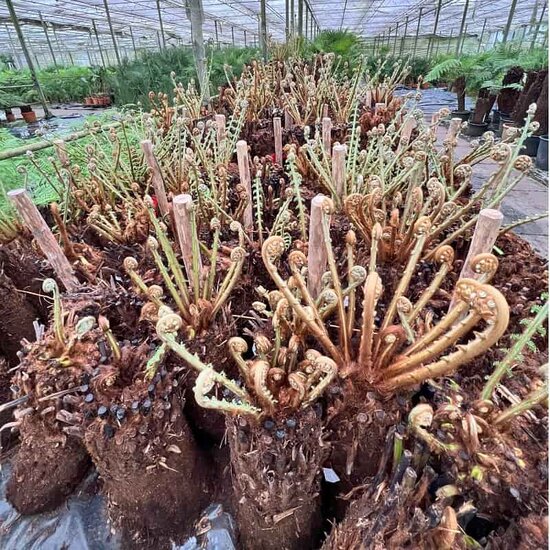Dicksonia antarctica tronc &agrave; racines nues 210+ cm [palette]