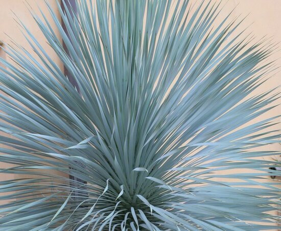 Yucca rostrata Sapphire Skies P11