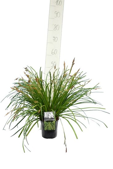 Carex Evergreen - hauteur totale 30-40 cm - pot 2 ltr