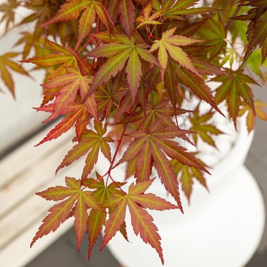 Acer Palmatum Redwine winter leaf colour