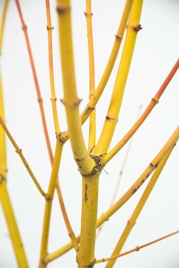 Acer palmatum Bi hoo