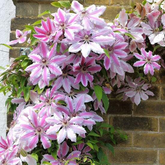 Clematis Nelly Moser Wall