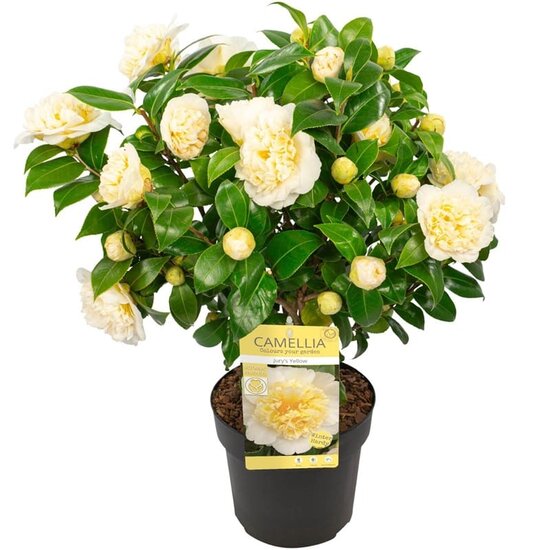 Camellia williamsii Jury&#039;s Yellow with flowers