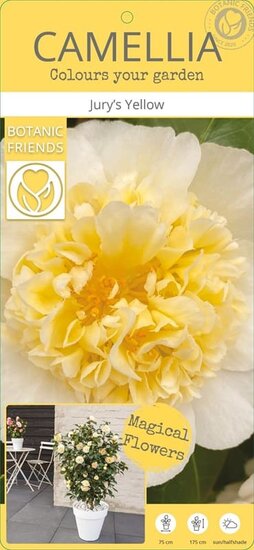 Camellia williamsii Jury&#039;s Yellow Label
