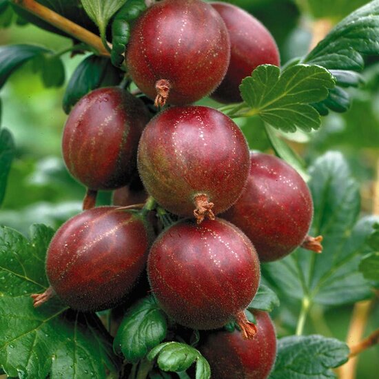 Ribes uva-crispa Hinnonmaki R&ouml;d- pot 2 ltr