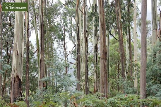 Eucalyptus gunnii Azura - hauteur totale 40+ cm - pot 5 ltr