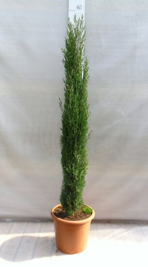Cupressus sempervirens Totem - hauteur totale 200+ cm - pot &Oslash; 35 cm [palette]