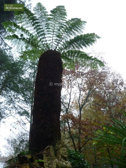 Dicksonia antarctica - tronc 10-15 cm