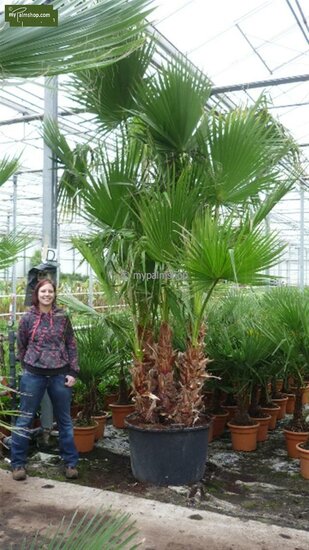 Washingtonia robusta multitrunk - hauteur totale 140-160 cm -  pot &Oslash; 45 cm [palette]