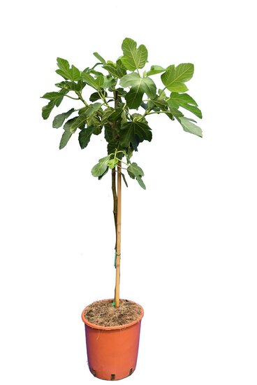 Ficus carica Brown Turkey - tronc 60-80 cm - &Oslash; 28 cm pot