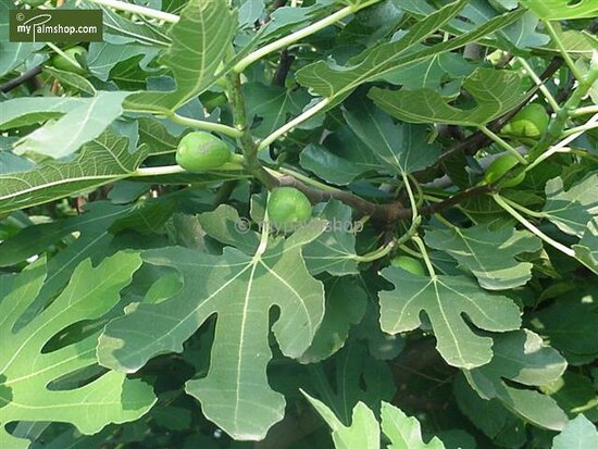 Ficus carica Brown Turkey - tronc 50-70 cm - circumf&eacute;rence 15-25 cm - hauteur totale 180+ cm - pot &Oslash; 45 cm [palette]