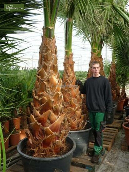 Washingtonia robusta - hauteur totale 80-100 cm - pot &Oslash; 22 cm