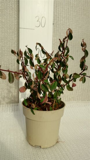 Cotoneaster dammeri Eichholz - pot &Oslash; 11 cm