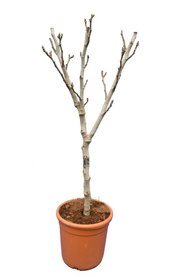 Ficus carica Brown Turkey - fat trunk - circumf&eacute;rence 10-13 cm - hauteur totale 100-120 cm - pot &Oslash; 32 cm