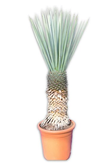 Yucca rigida - tronc 50-60 cm [palette]