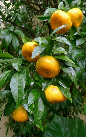 Citrus reticulata - mandarijnenboom