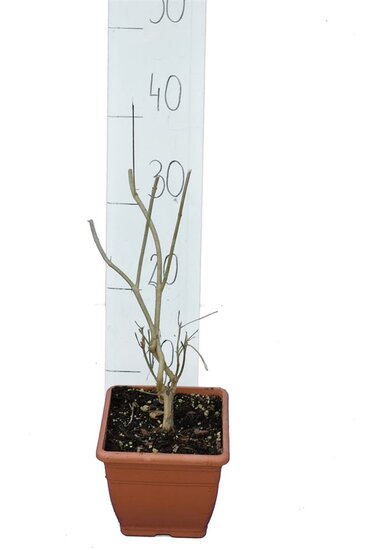 Callicarpa bodinieri Profusion - hauteur totale 100+ cm - pot &Oslash; 21 cm