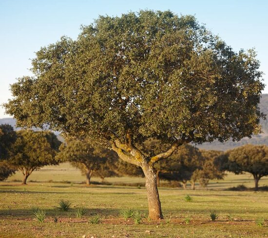 Quercus ilex - hauteur totale 50-70 cm - pot 17 cm