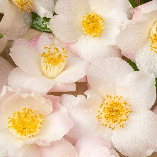 Camellia Winter Perfume Pearl