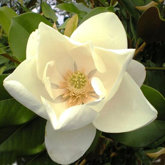 Magnolia grandiflora Nantais - pot &Oslash; 17 cm