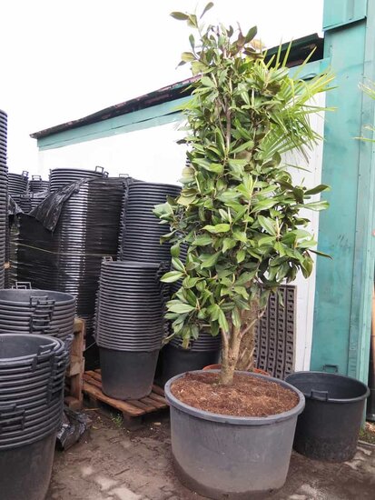 Magnolia grandiflora - pot &Oslash; 80 cm
