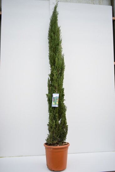 Cupressus sempervirens Totem - pot &Oslash; 55 cm [palette]