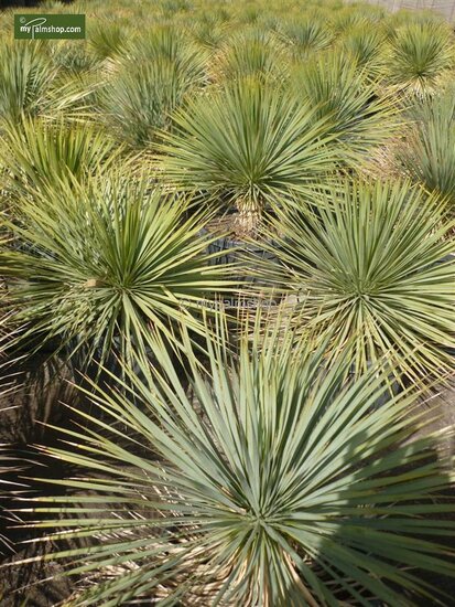 Yucca rostrata - hauteur totale 120-140 cm - pot 45 ltr [palette]