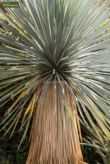 Yucca rostrata - hauteur totale 120-140 cm - pot 45 ltr [palette]