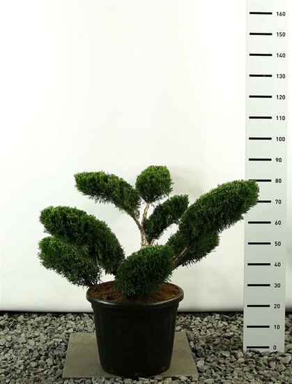 Juniperus media Mint Julep Multiplateau - hauteur totale 80-100 cm - pot 20 ltr [palette]