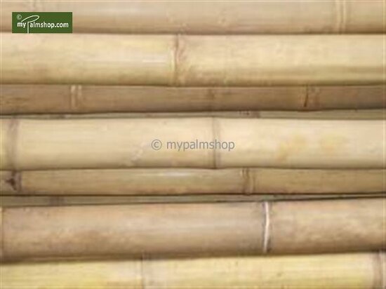 10 x Tuteurs en Bambou 120cm x &Oslash; 12-14 mm