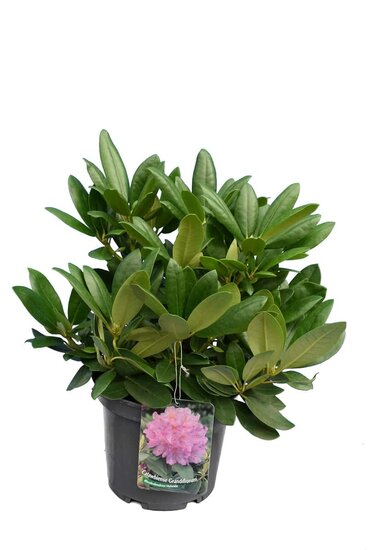 Rhododendron Catawbiense Grandiflorum - hauteur totale 50-60 cm - pot 5 ltr