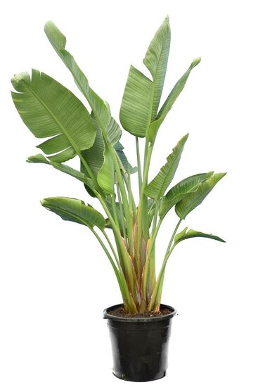 Strelitzia nicolai - hauteur totale 140-160 cm - pot &Oslash; 36 cm - 3 plantes par pot [palette]