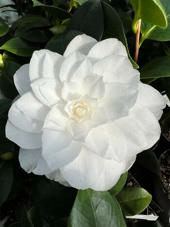 Camellia japonica Nuccio's Gem - hauteur totale 50-70 cm - pot Ø 15 cm -  MyPalmShop