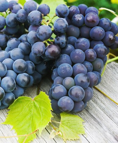 Vitis vinifera blauw - pot Ø 20 cm