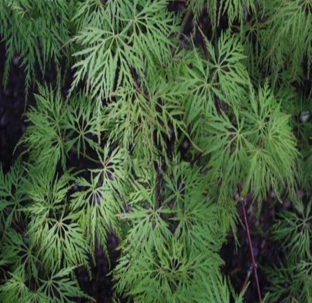 Acer palmatum Emerald Lace - hauteur totale 50-60 cm - pot Ø 13 cm