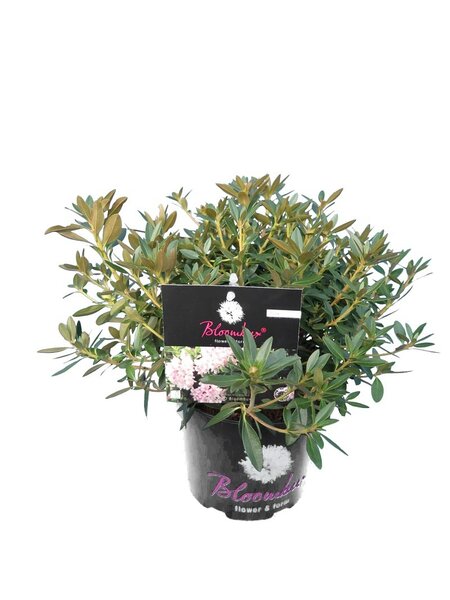 Bloombux pink - Rhododendron micranthum Inkarho - hauteur totale 30-40 cm- pot 2 ltr