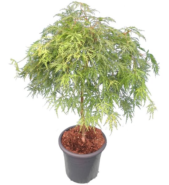 Acer palmatum Dissectum - tronc 55-65 cm - hauteur totale 100-120 cm - pot 15 ltr