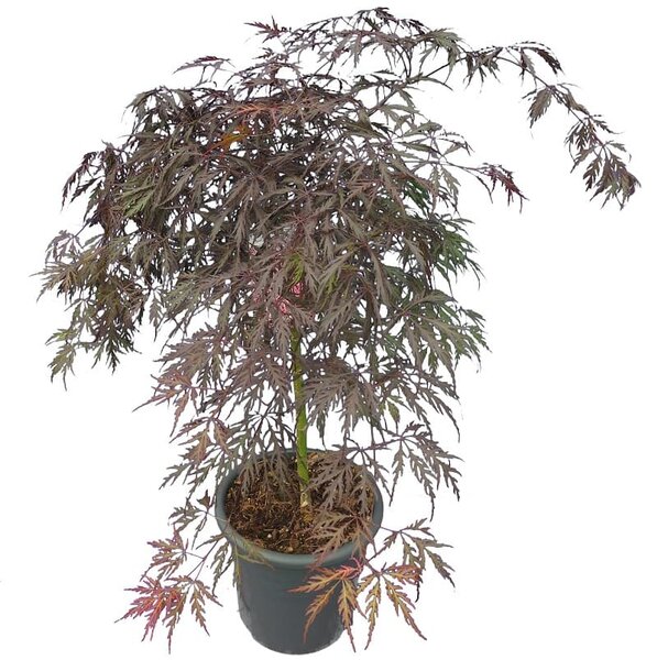 Acer palmatum Dissectum Garnet - tronc 50-60 cm - hauteur totale 110-130 cm - pot 15 ltr
