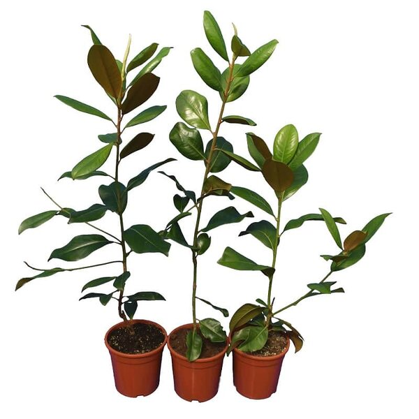 Magnolia grandiflora set of 3: Gloriosa + Goliath + Nantais - pot Ø 22 cm