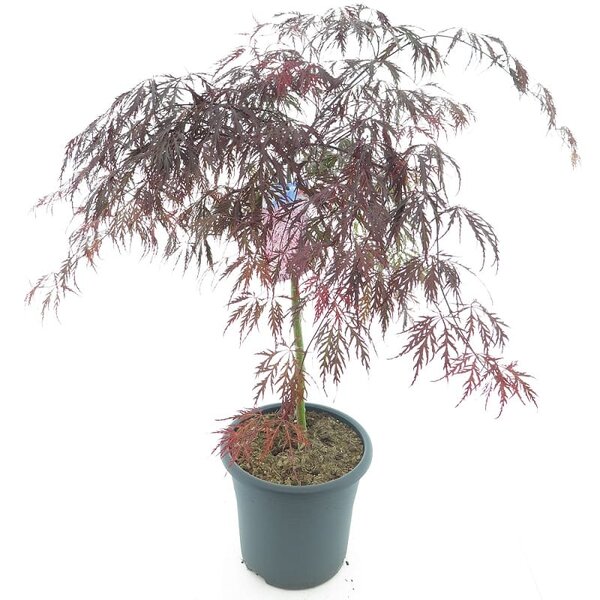 Acer palmatum Tamukeyama - tronc 55-65 cm - hauteur totale 110-130 cm - pot 15 ltr